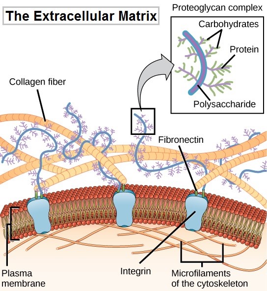 ECM not only a matrix מרקורי מוצרי מדע ותעשייה